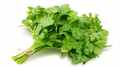 Fresh Coriander (Dhaniya) Bunch – Fresh Herbs
