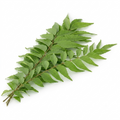 Fresh Curry Leaves Bunch (Curry Patta) – Aromatic & Fresh