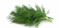Fresh Soya Leaves Bunch (Soya Saag) – Farm Fresh
